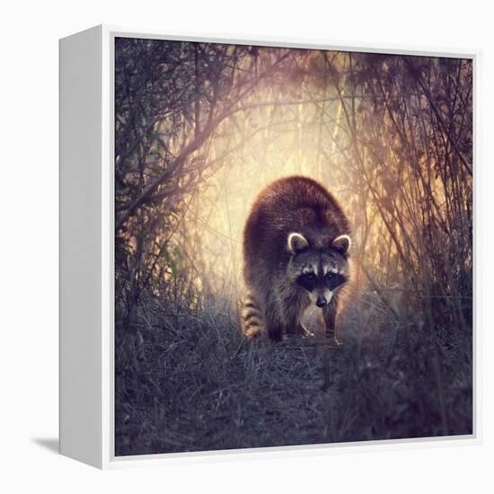 Wild Raccoon in Florida Wetlands at Sunset-Svetlana Foote-Framed Premier Image Canvas