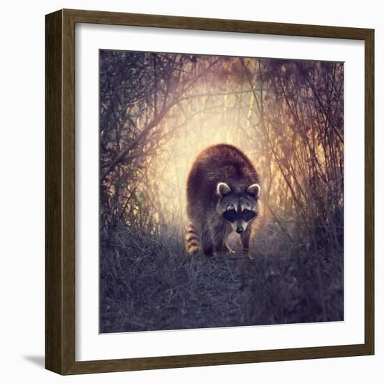 Wild Raccoon in Florida Wetlands at Sunset-Svetlana Foote-Framed Photographic Print