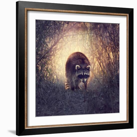 Wild Raccoon in Florida Wetlands at Sunset-Svetlana Foote-Framed Photographic Print