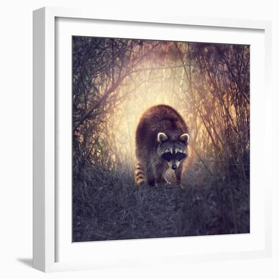 Wild Raccoon in Florida Wetlands at Sunset-Svetlana Foote-Framed Photographic Print