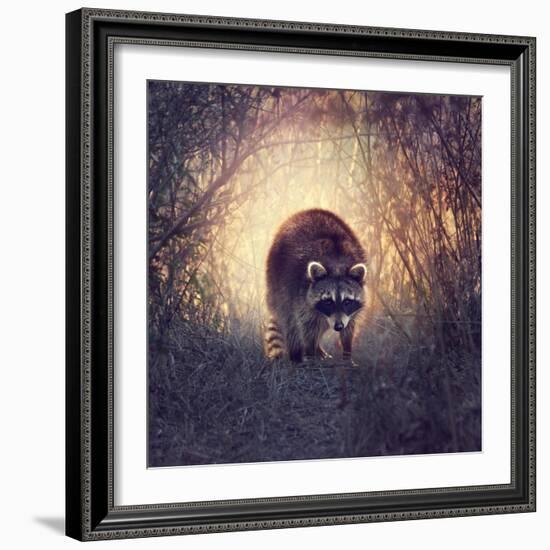 Wild Raccoon in Florida Wetlands at Sunset-Svetlana Foote-Framed Photographic Print