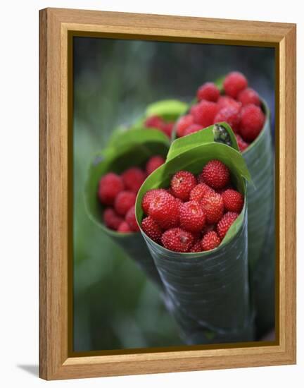 Wild Raspberries Held in the Leaf of a Porcelaine Rose, Sao Tomé and Principé-Camilla Watson-Framed Premier Image Canvas