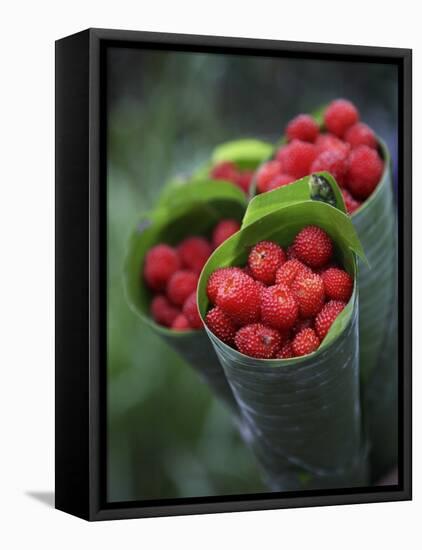 Wild Raspberries Held in the Leaf of a Porcelaine Rose, Sao Tomé and Principé-Camilla Watson-Framed Premier Image Canvas