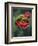 Wild Raspberries Held in the Leaf of a Porcelaine Rose, Sao Tomé and Principé-Camilla Watson-Framed Photographic Print