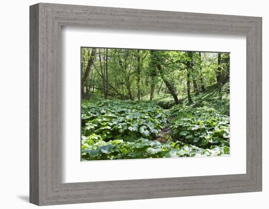 Wild Rhubarb in Macintosh Park, Knaresborough, Yorkshire, England, United Kingdom, Europe-Mark Sunderland-Framed Photographic Print