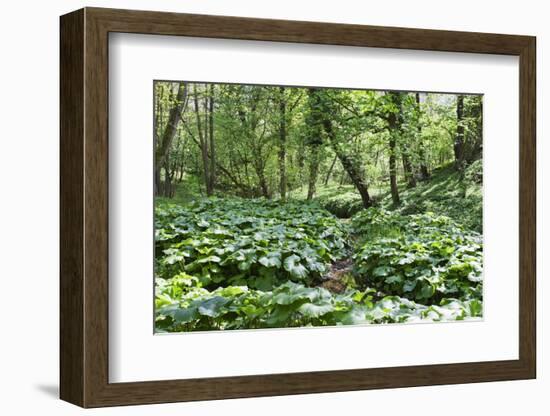 Wild Rhubarb in Macintosh Park, Knaresborough, Yorkshire, England, United Kingdom, Europe-Mark Sunderland-Framed Photographic Print