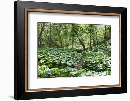 Wild Rhubarb in Macintosh Park, Knaresborough, Yorkshire, England, United Kingdom, Europe-Mark Sunderland-Framed Photographic Print