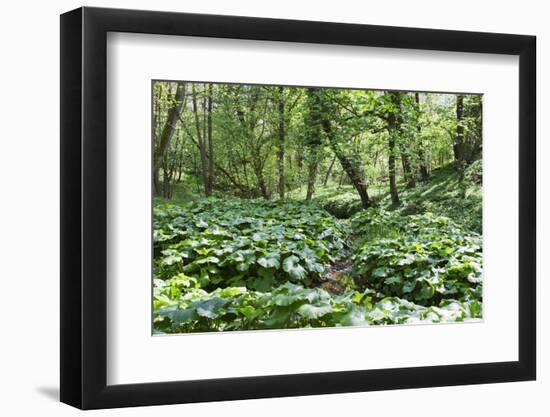 Wild Rhubarb in Macintosh Park, Knaresborough, Yorkshire, England, United Kingdom, Europe-Mark Sunderland-Framed Photographic Print