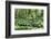 Wild Rhubarb in Macintosh Park, Knaresborough, Yorkshire, England, United Kingdom, Europe-Mark Sunderland-Framed Photographic Print