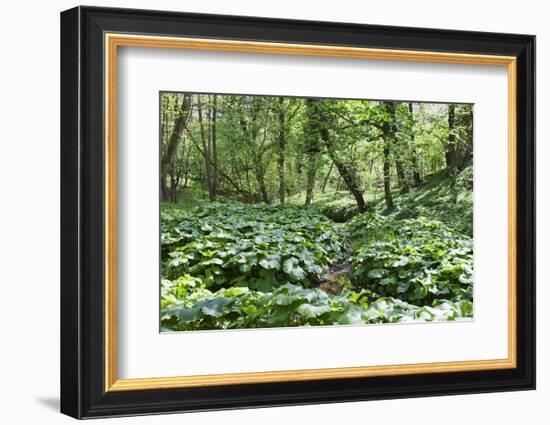 Wild Rhubarb in Macintosh Park, Knaresborough, Yorkshire, England, United Kingdom, Europe-Mark Sunderland-Framed Photographic Print