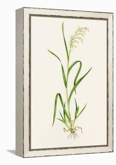 Wild Rice (Zizania Aquatica)-Lizzie Harper-Framed Premier Image Canvas