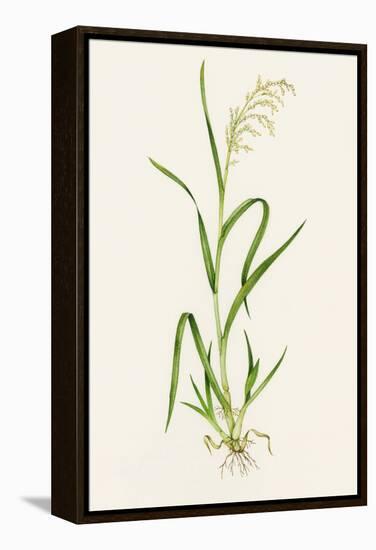Wild Rice (Zizania Aquatica)-Lizzie Harper-Framed Premier Image Canvas