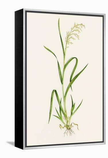 Wild Rice (Zizania Aquatica)-Lizzie Harper-Framed Premier Image Canvas