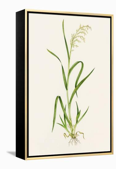 Wild Rice (Zizania Aquatica)-Lizzie Harper-Framed Premier Image Canvas