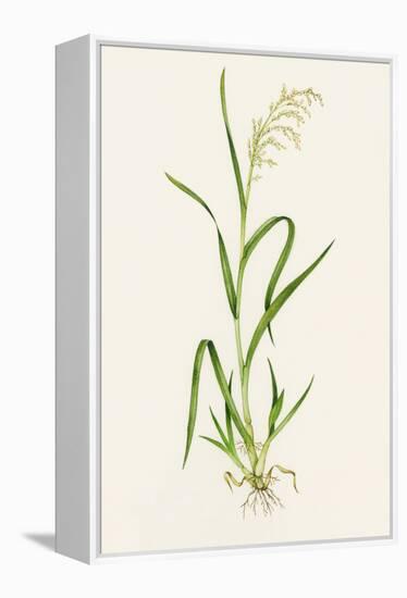 Wild Rice (Zizania Aquatica)-Lizzie Harper-Framed Premier Image Canvas