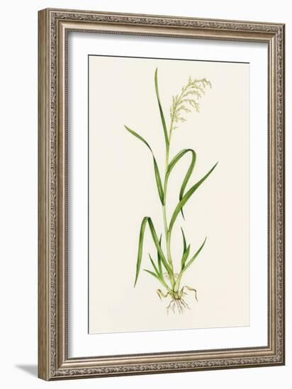 Wild Rice (Zizania Aquatica)-Lizzie Harper-Framed Photographic Print