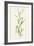 Wild Rice (Zizania Aquatica)-Lizzie Harper-Framed Photographic Print