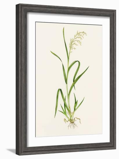 Wild Rice (Zizania Aquatica)-Lizzie Harper-Framed Photographic Print