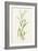 Wild Rice (Zizania Aquatica)-Lizzie Harper-Framed Photographic Print