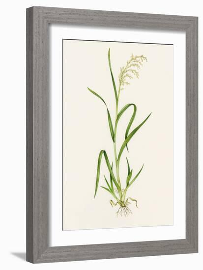 Wild Rice (Zizania Aquatica)-Lizzie Harper-Framed Photographic Print