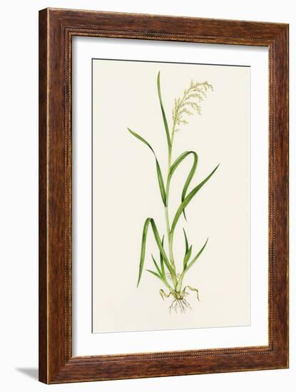 Wild Rice (Zizania Aquatica)-Lizzie Harper-Framed Photographic Print