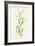 Wild Rice (Zizania Aquatica)-Lizzie Harper-Framed Photographic Print