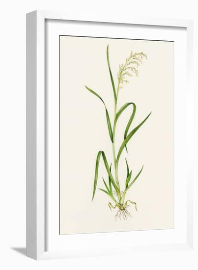 Wild Rice (Zizania Aquatica)-Lizzie Harper-Framed Photographic Print