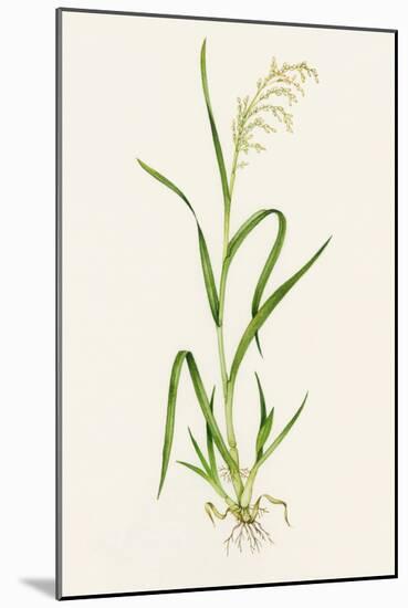 Wild Rice (Zizania Aquatica)-Lizzie Harper-Mounted Photographic Print