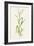 Wild Rice (Zizania Aquatica)-Lizzie Harper-Framed Photographic Print