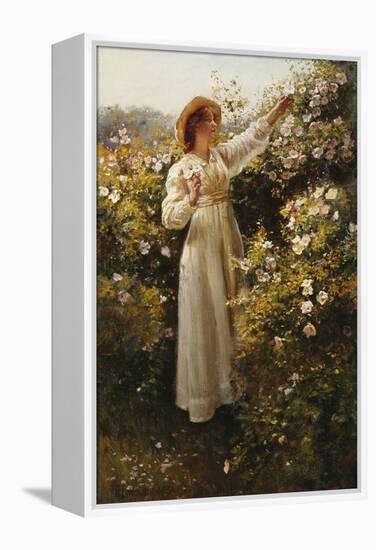 Wild Rose, 1908 (Oil on Canvas)-Robert Payton Reid-Framed Premier Image Canvas