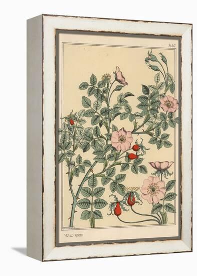 Wild Rose Botanical Study, 1897 (Lithograph)-Eugene Grasset-Framed Premier Image Canvas