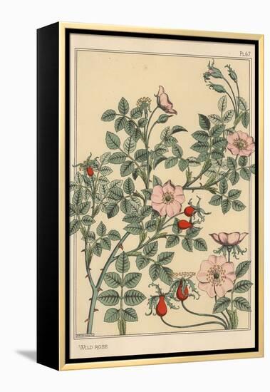 Wild Rose Botanical Study, 1897 (Lithograph)-Eugene Grasset-Framed Premier Image Canvas