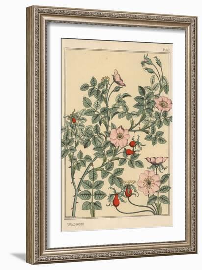 Wild Rose Botanical Study, 1897 (Lithograph)-Eugene Grasset-Framed Giclee Print