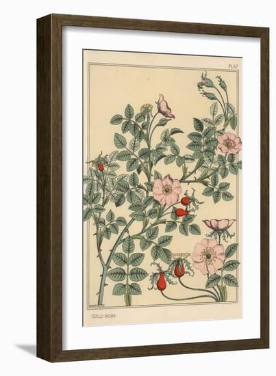 Wild Rose Botanical Study, 1897 (Lithograph)-Eugene Grasset-Framed Giclee Print