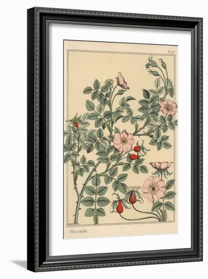 Wild Rose Botanical Study, 1897 (Lithograph)-Eugene Grasset-Framed Giclee Print