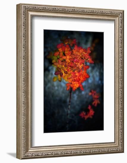 Wild Rose Bush in October-Ursula Abresch-Framed Photographic Print