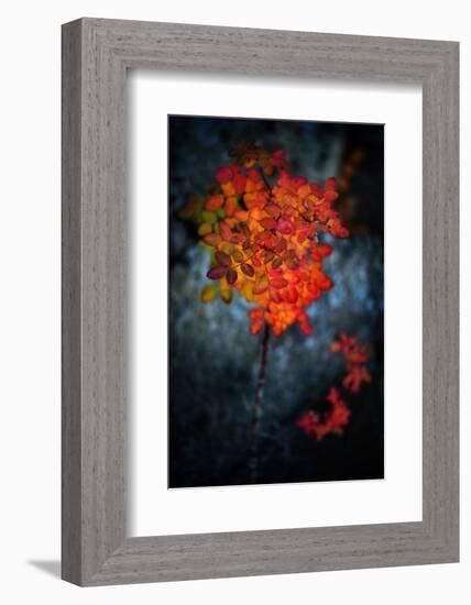 Wild Rose Bush in October-Ursula Abresch-Framed Photographic Print