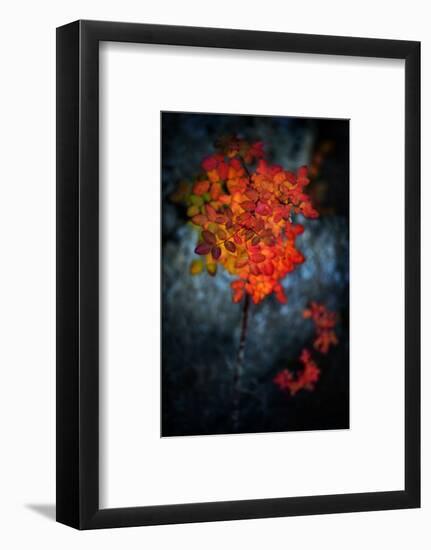 Wild Rose Bush in October-Ursula Abresch-Framed Photographic Print