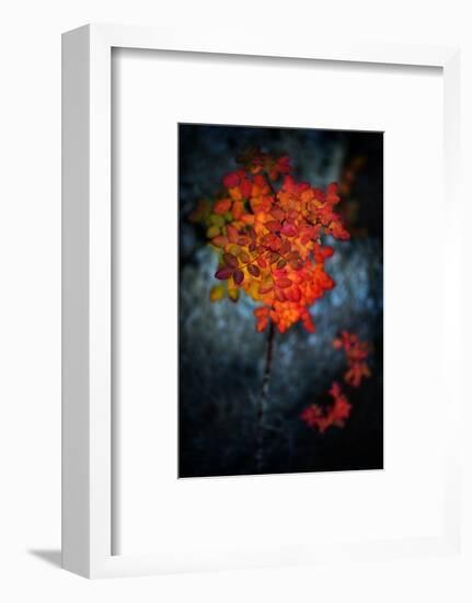 Wild Rose Bush in October-Ursula Abresch-Framed Photographic Print