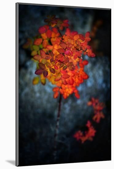 Wild Rose Bush in October-Ursula Abresch-Mounted Photographic Print