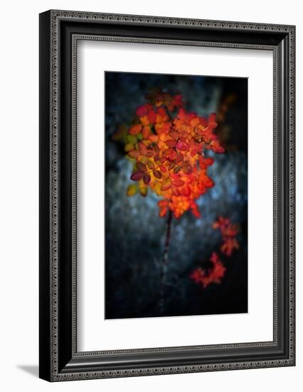 Wild Rose Bush in October-Ursula Abresch-Framed Photographic Print