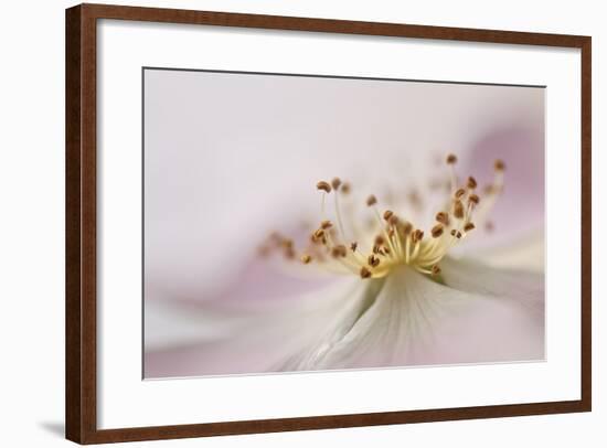 Wild Rose II-Heidi Westum-Framed Photographic Print