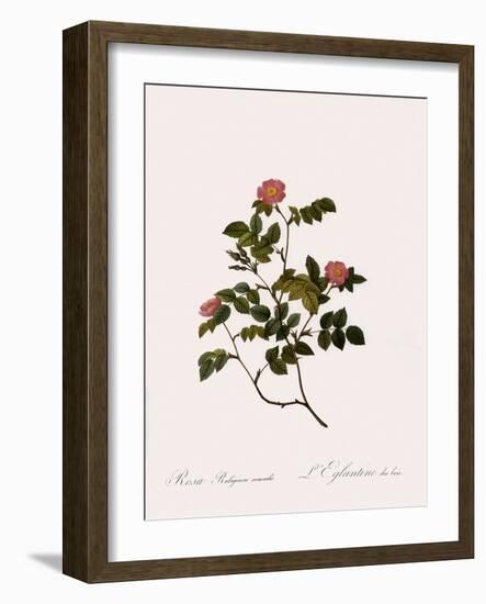 Wild Rose of the Woods-Pierre Joseph Redoute-Framed Giclee Print