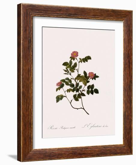 Wild Rose of the Woods-Pierre Joseph Redoute-Framed Giclee Print