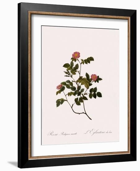 Wild Rose of the Woods-Pierre Joseph Redoute-Framed Giclee Print