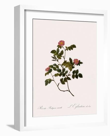 Wild Rose of the Woods-Pierre Joseph Redoute-Framed Giclee Print