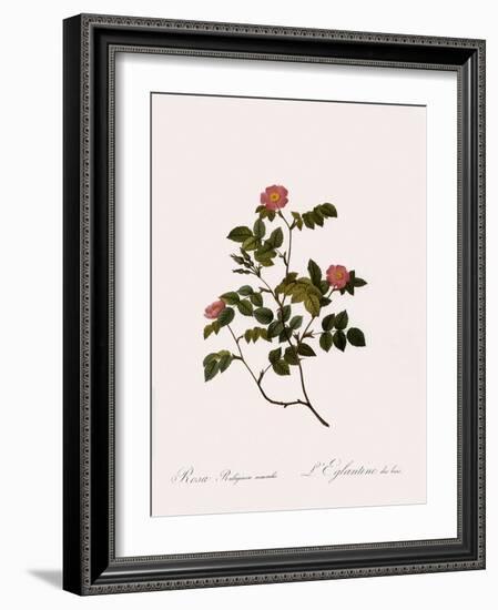 Wild Rose of the Woods-Pierre Joseph Redoute-Framed Giclee Print