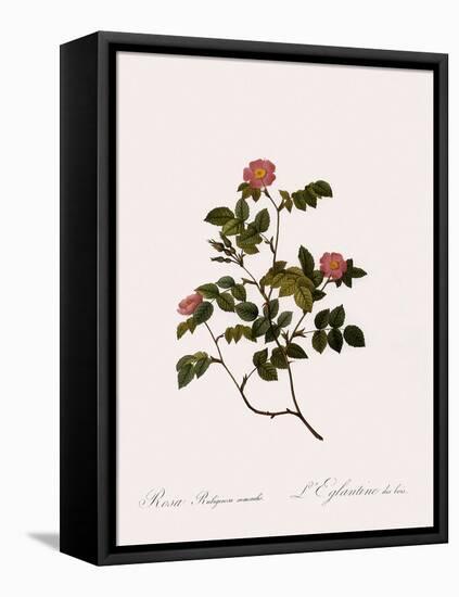 Wild Rose of the Woods-Pierre Joseph Redoute-Framed Premier Image Canvas