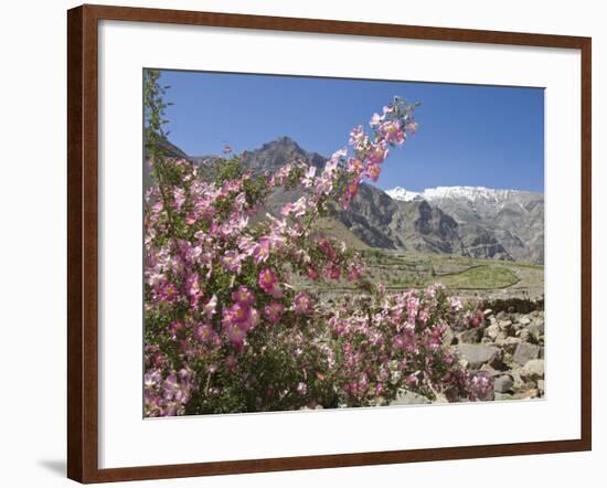 Wild Rose Shrub in Blossom with Mountains Beyond, Spiti Valley, Spiti, Himachal Pradesh, India-Simanor Eitan-Framed Photographic Print