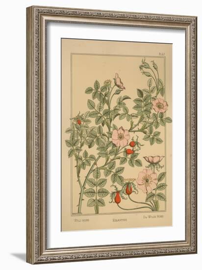 Wild Rose-null-Framed Giclee Print
